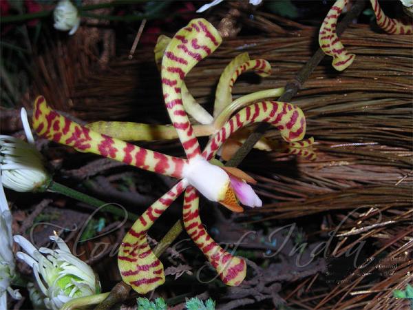 Spider Orchid